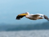 Oiseaux - Birds